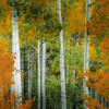 Colorado Aspen Forest Poster Print - Don Schwartz (12 x 12)