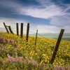 Wildflower Meadow Meets the Sky Poster Print - Don Schwartz (12 x 12)