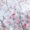Magnolia Tree Poster Print - Judy Stalus # VARPDX82225