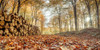 Stack of tree logs in autumn forest Poster Print - Assaf Frank (36 x 18)