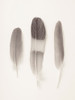 Three feathers on white background Poster Print - Assaf Frank (24 x 32)