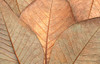 Fallen Leaves Poster Print - Don Schwartz (24 x 15)