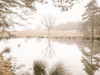 Misty trees around a lake Poster Print - Assaf Frank (32 x 24)