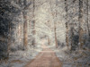 Pathway through forest Poster Print - Assaf Frank (32 x 24)
