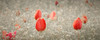 Dancing Tulips II Poster Print - Don Schwartz (24 x 9)