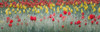 Dancing Tulips I Poster Print - Don Schwartz (36 x 11)