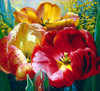 Tulip Trio Poster Print - Elizabeth Horning (12 x 11)