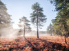 Sun trough trees Poster Print - Assaf Frank (32 x 24)