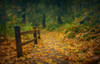 Leafy Path Poster Print - Don Schwartz (36 x 32)