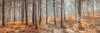 Autumn forest Poster Print - Assaf Frank (24 x 8)
