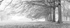Trees in a row Poster Print - Assaf Frank (36 x 14)