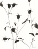Botanical Shadows II Poster Print - Danhui Nai (12 x 15)