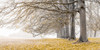 Trees in a row - Yellow Poster Print - Assaf Frank (36 x 18)