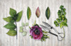 Botanica Poster Print - Tina Lavoie (24 x 16)