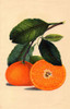 Satsuma Orange 1887 Poster Print - Tina Lavoie (23 x 36)