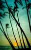 Tilting Palms Poster Print - Don Schwartz (15 x 24)
