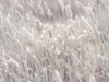 Summer meadow Poster Print - Assaf Frank (32 x 24)
