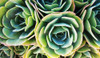 Succulent Rose Poster Print - Tina Lavoie (36 x 21)