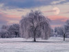 Tree covered in frost Poster Print - Assaf Frank (32 x 24)