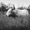 Longhorn cattle at Abilene State Historical Park ,Texas Poster Print - Carol Highsmith # VARPDX64672