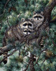 Racoons Poster Print - Jeff Tift (12 x 15)