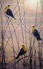 Yellow Headed B Birds Poster Print - Jeff Tift (22 x 36)