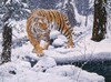 Silent Hunter- Siberian Tiger Poster Print - Jeff Tift (33 x 24)