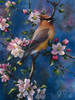 Cedar Waxwing Poster Print - Jeff Tift (12 x 16)