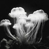 Jellyfish Photo I Poster Print - Marta Wiley (10 x 10)