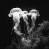 Jellyfish Photo II Poster Print - Marta Wiley (10 x 10)