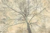 Below My Tree II Poster Print - Alessio Aprile # VARPDX3AI6377