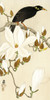 Myna on Magnolia Branch Poster Print - Ohara Koson # VARPDX2JP6337