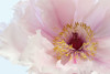 Pink Tree Peony Flower Poster Print - Alyson Fennell (24 x 16)