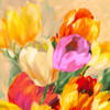 Colorful Tulips I Poster Print - Jim Stone # VARPDX1SN6229
