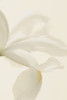 White Iris Flower Close Up Poster Print - Alyson Fennell (12 x 18)