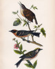 Bird Branch Poster Print - Piddix (12 x 15)