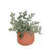 Plant In Terracotta  Pot IV Poster Print - Lanie Loreth (24 x 24)