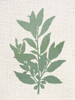 Linen Branches 1 Poster Print - Kimberly Allen
