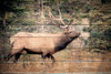 Elk Woods Poster Print - Kimberly Allen
