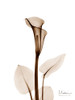 Calla Lily Poster Print - Albert Koetsier