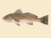 Saltwater Species III Poster Print - Michael Willett