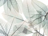 Limitless Bunch Poster Print - Albert Koetsier