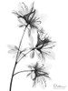 Spring Beauties BW Poster Print - Albert Koetsier