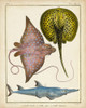 Antique Rays and Fish II Poster Print - Chevillet