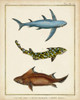 Antique Rays and Fish III Poster Print - Chevillet