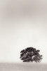 Big Tree in the Field of Wheat Poster Print - Don Schwartz
