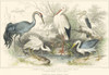 Herons, Egrets and Cranes Poster Print - J. Stewart