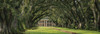 Oak Alley Plantation Panorama Poster Print - Martin Podt