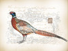 Pheasant Birds 2 Poster Print - Bijoux and Lula