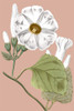 Sweet White Blooms II Poster Print - Studio PI